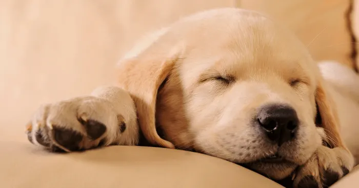 sleep loss causing weight gain