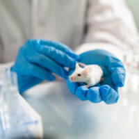 New Nanoparticle Treatment Helps Mice Recover Lost Brain Function Small,Experimental,Mouse,Is,On,The,Laboratory,Researcher's,Hand.testing,Covid-2019