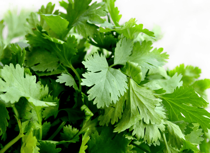 fresh parsley for juicing
