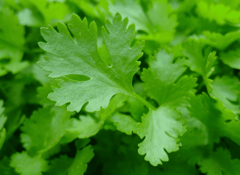 close up picture of fresh parsley