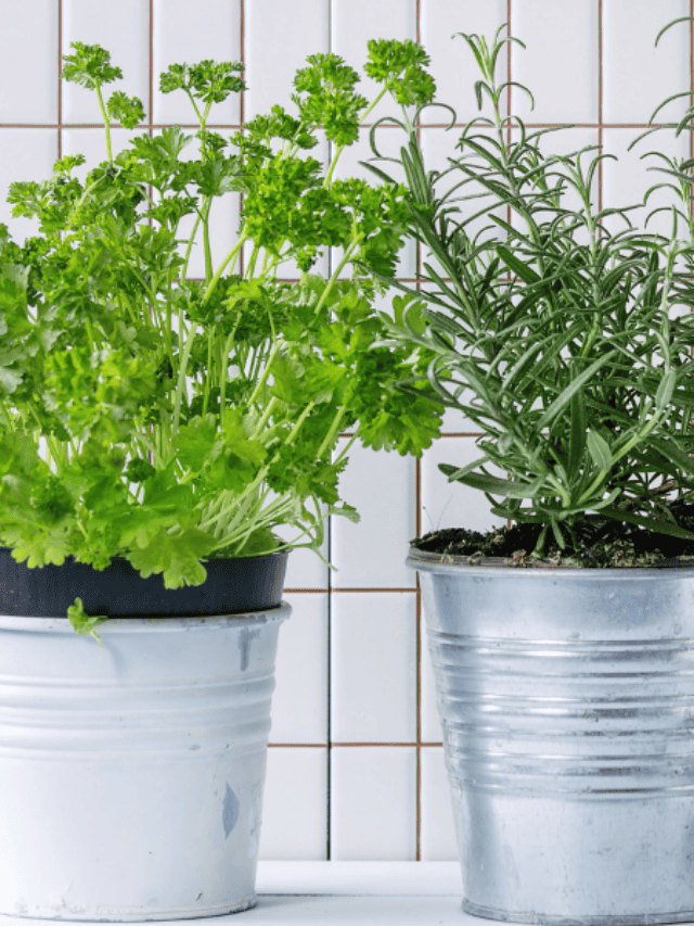 The Ultimate Benefits Of Non-GMO Herb Seeds Story