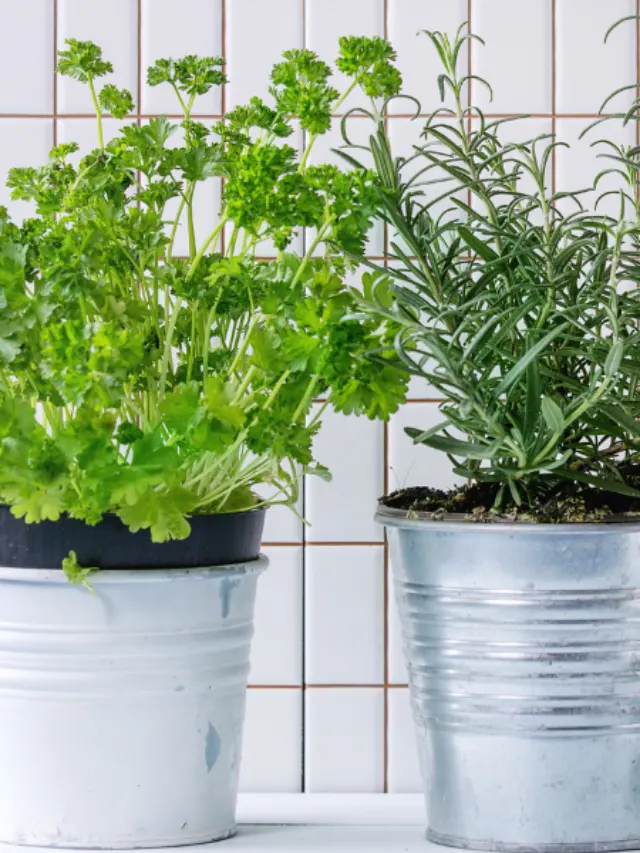 cropped-potted-herbs.png