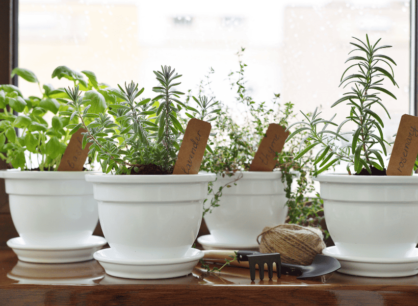 white pots with herbs planted and name sticks in each pot
