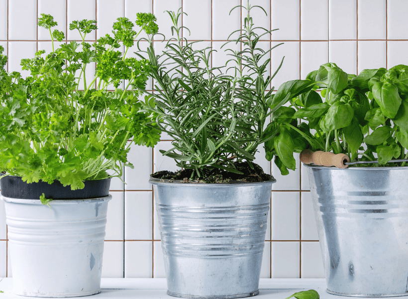 3 silver buckets with herbs planted