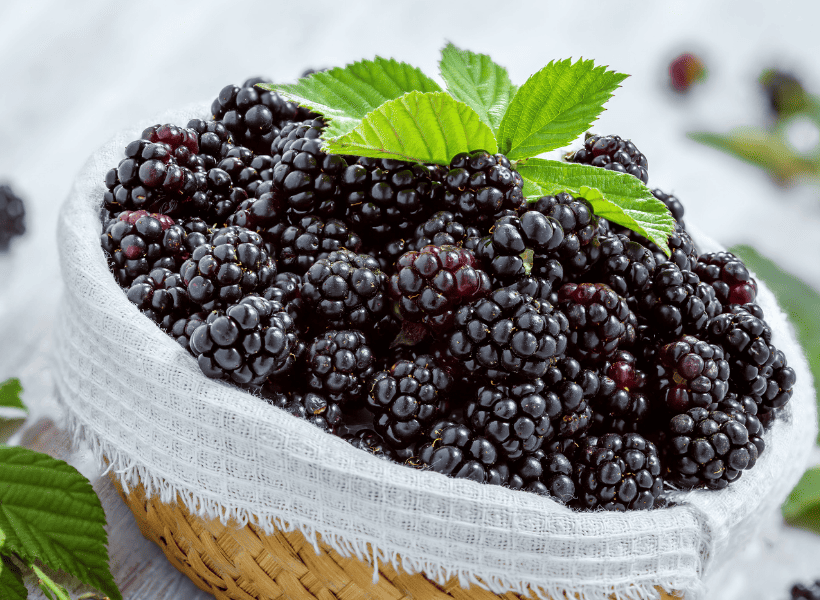 fresh blackberries in a basket lined with a white cloth