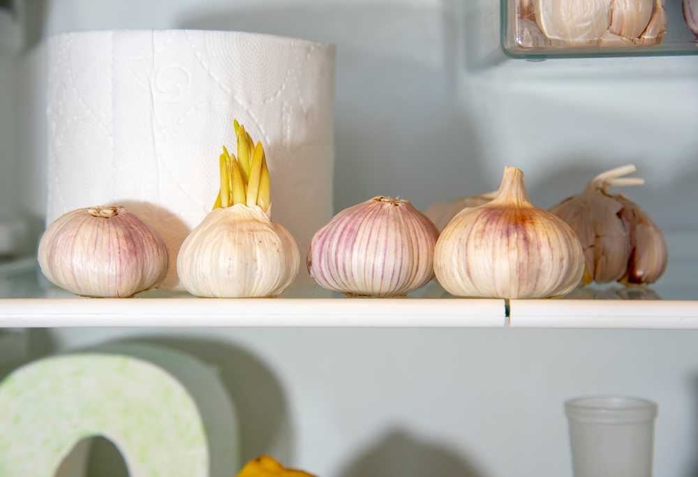 Put a Clove of Garlic in the Toilet Before Going to Bed, You Will Not Regret It