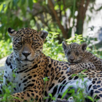 World’s First Jaguar Born by Artificial Insemination Was Eaten by Its Mother