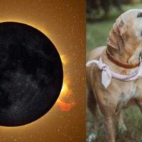 solar-eclipse-pet-safety-728×382