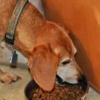 toxic-dog-food-728&times;381
