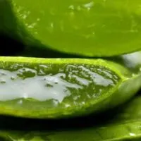 thickfleshyleaves2-728×379