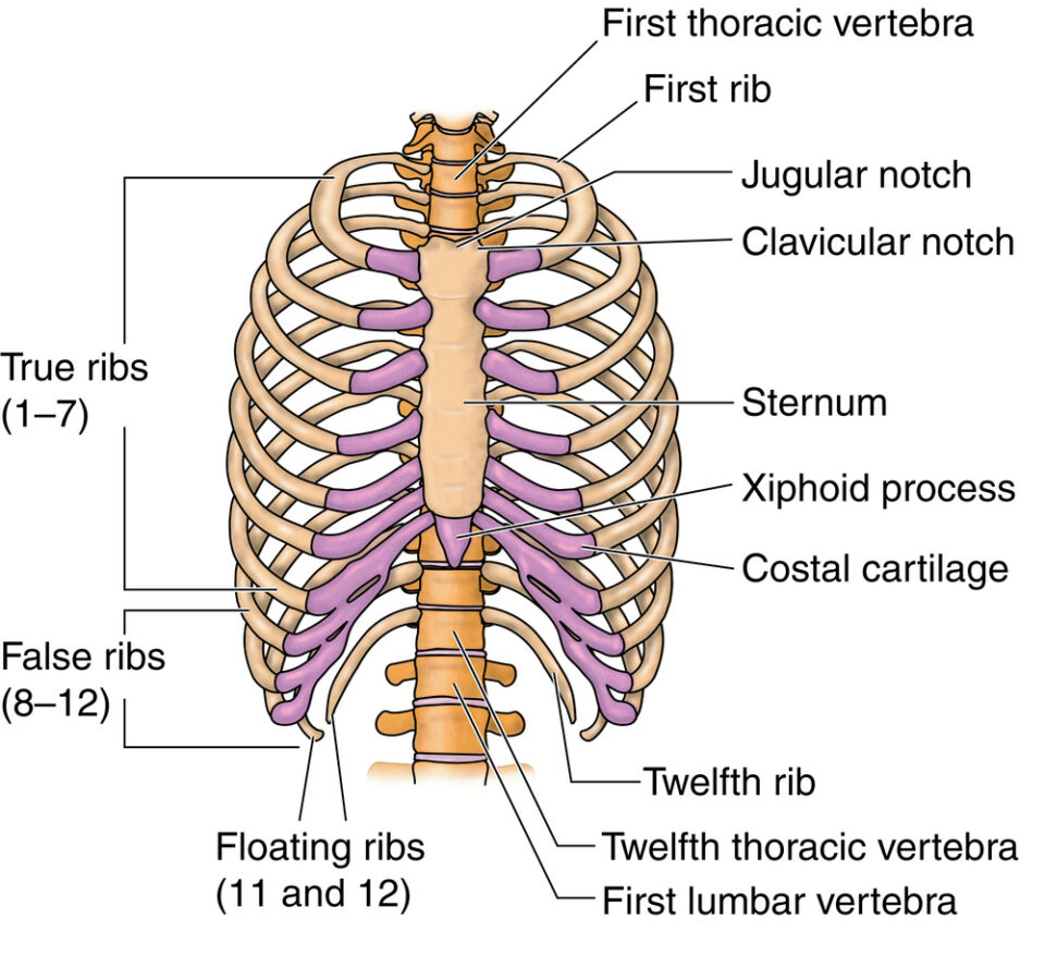 Many People Still Believe The Biblical Myth About Human Ribs