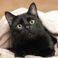 Portrait,Of,A,Black,Cat,Peeking,Out,From,Under,A