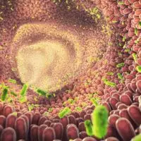 Intestinal,Bacteria,3d,Illustration.,Gut,Microbiome,Helps,Control,Intestinal,Digestion
