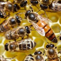 Close-up,Of,A,Queen,Bee,With,A,Mark,On,Its
