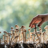 Person,Hand,Harvesting,Psychedelic,Psilocybin,Mushrooms,Homemade,Or,Laboratory