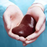 Kidney,Transplant,Surgery,Concept.,Real,Kidney,Is,In,Hands,Of
