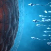 Many,Sperm,Cells,,Slightly,Transparent,,Scientifically,Correct,Moving,Forward,Towards