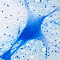Photo,Of,Neurons,Under,Microscope,View